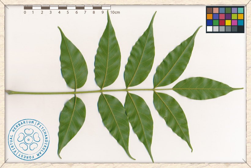 Lannea coromandelica leaf (lower side)