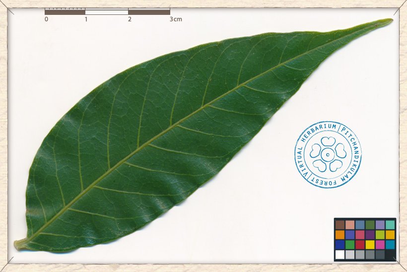 Lannea coromandelica leaflet (upper side)