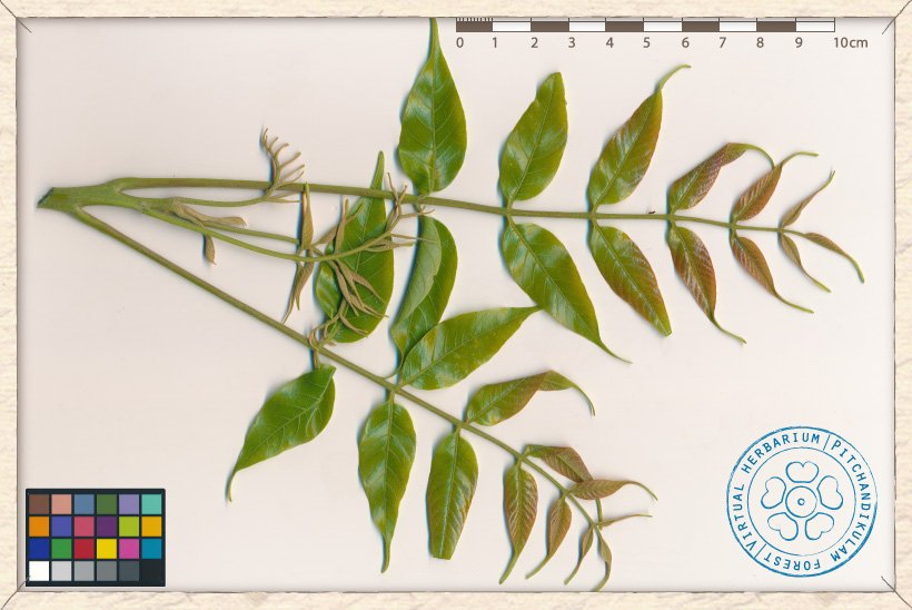 Lannea coromandelica shoot