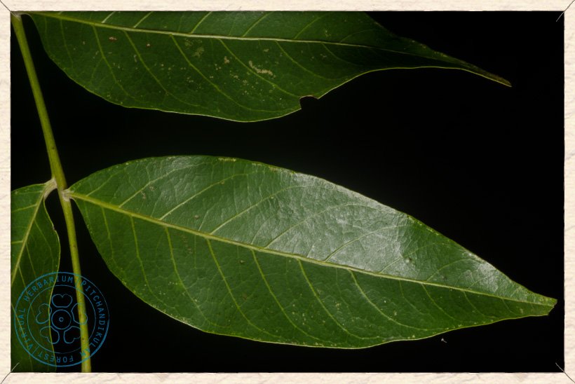 Lannea coromandelica leaflets (upper side)