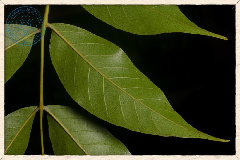 Lannea coromandelica leaflets (lower side)