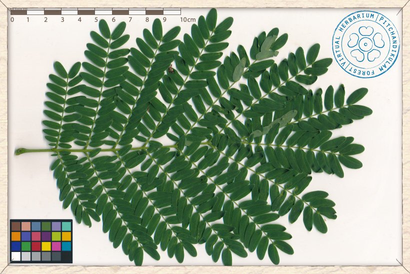 Leucaena leucocephala compound leaf (upper side)