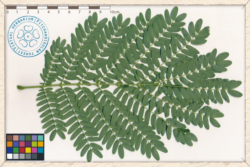 Leucaena leucocephala compound leaf (lower side)