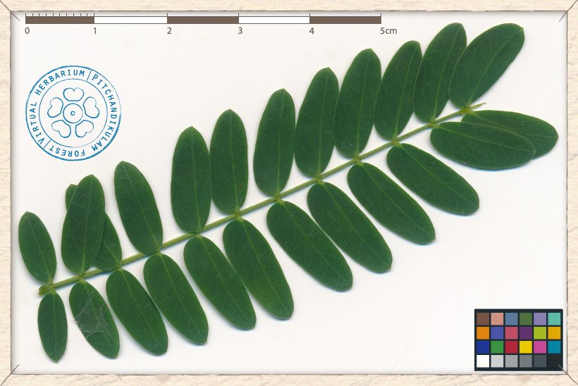 Leucaena leucocephala pinna (upper side)