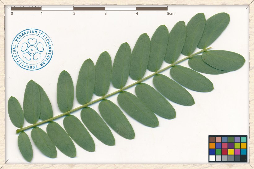 Leucaena leucocephala pinna (lower side)