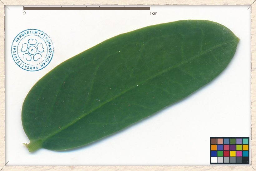 Leucaena leucocephala leaflet (upper side)