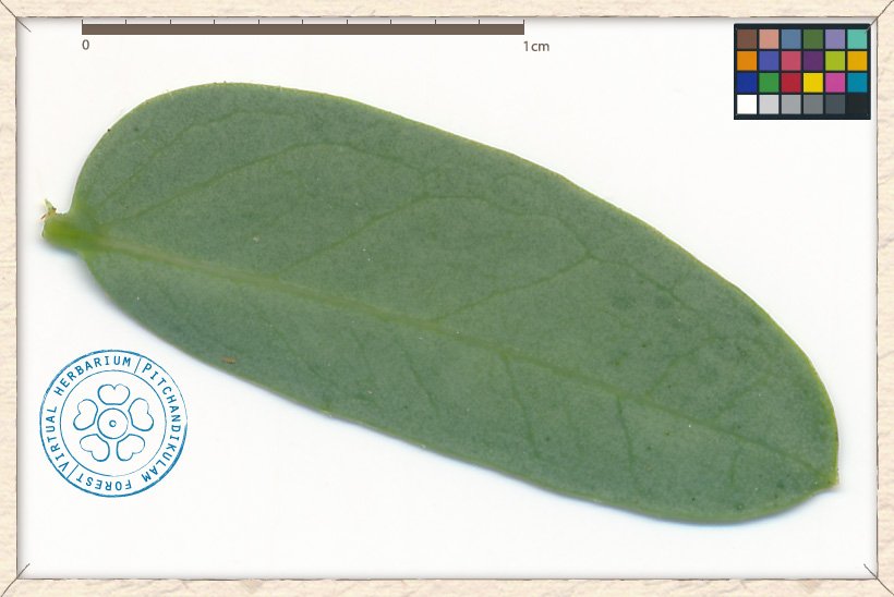 Leucaena leucocephala leaflet (lower side)