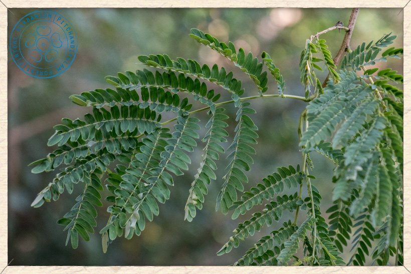 Leucaena leucocephala leaves