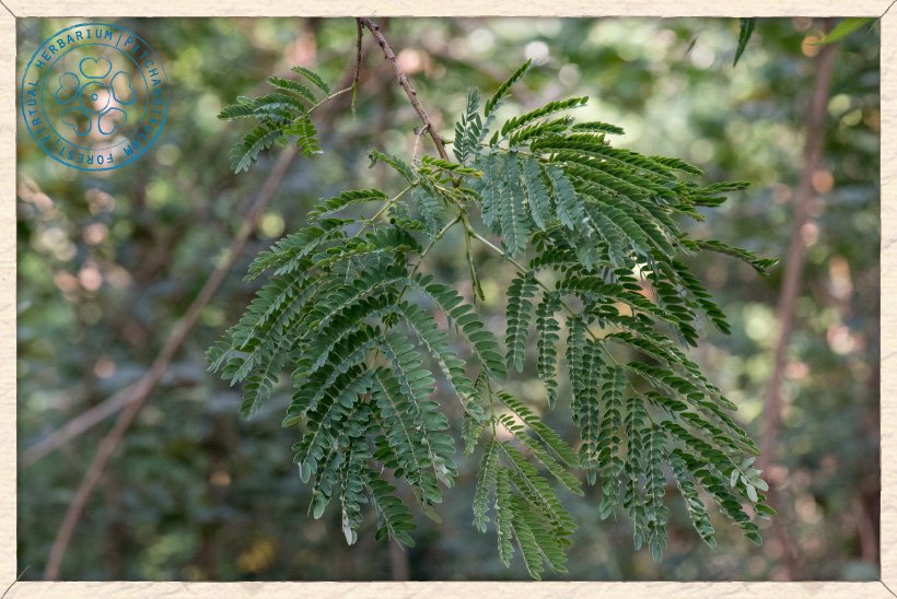 Leucaena leucocephala branch