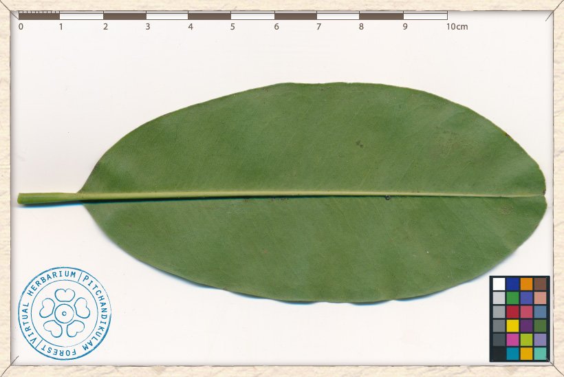 Pala Pandlu Manilkara hexandra leaf (lower side)