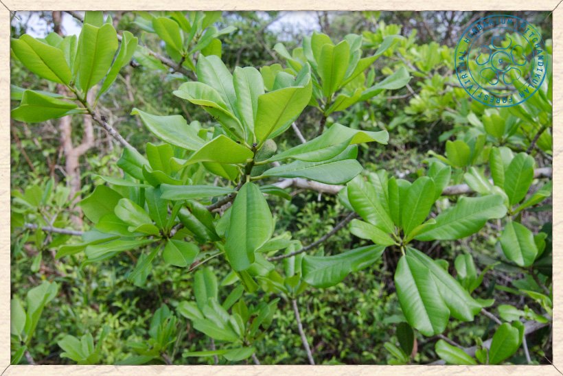 Pala Pandlu Manilkara hexandra branches