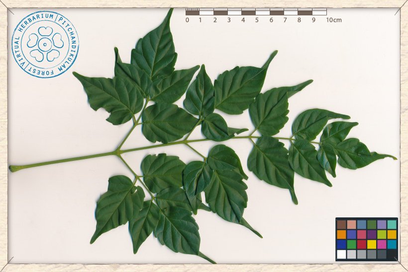 Millingtonia hortensis compound leaf (upper side)