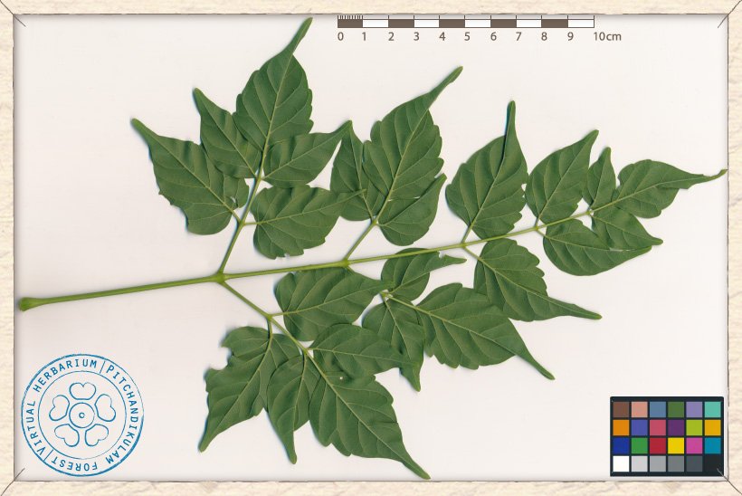 Millingtonia hortensis compound leaf (lower side)