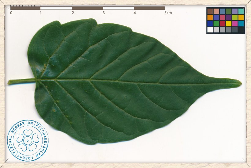 Millingtonia hortensis leaflet (upper side)