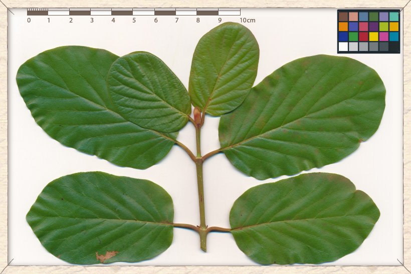 Mitragyna parvifolia twig