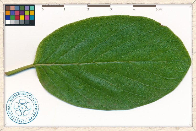 Mitragyna parvifolia leaf (upper side)