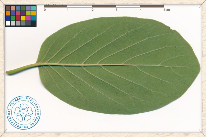 Mitragyna parvifolia leaf (lower side)