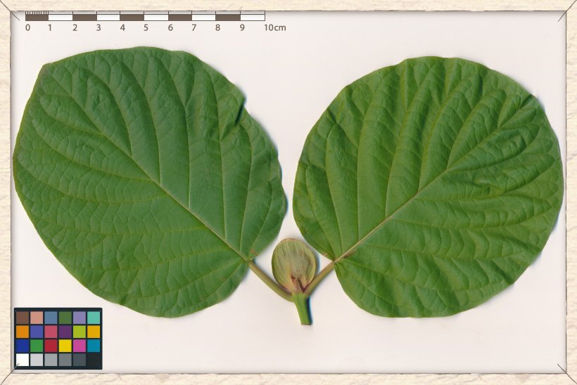 Mitragyna parvifolia new leaves