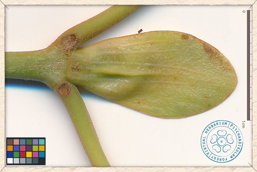 Mitragyna parvifolia stipule