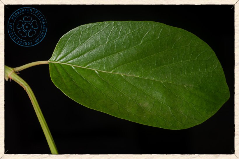 Mitragyna parvifolia leaf (upper side)