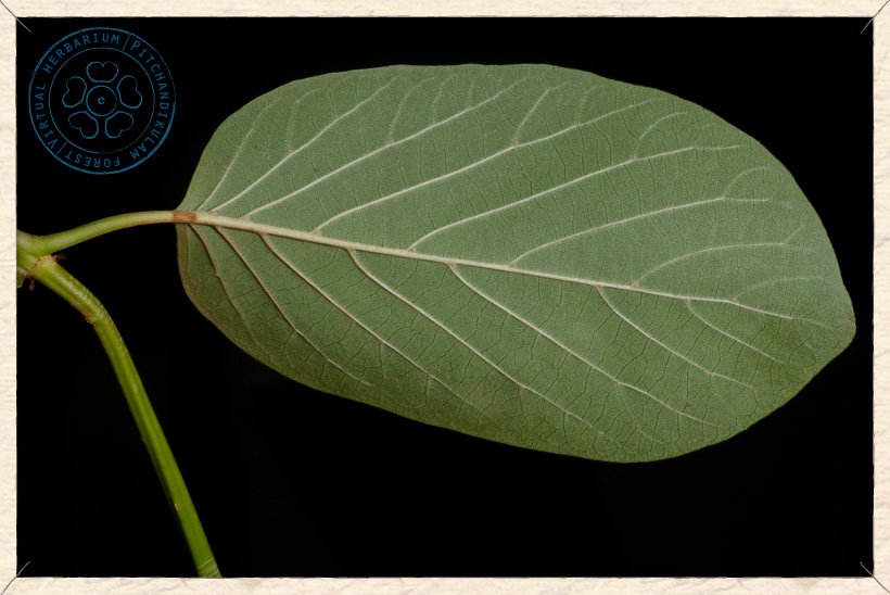Mitragyna parvifolia leaf (lower side)
