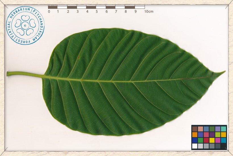 Neolamarckia cadamba leaf (upper side)