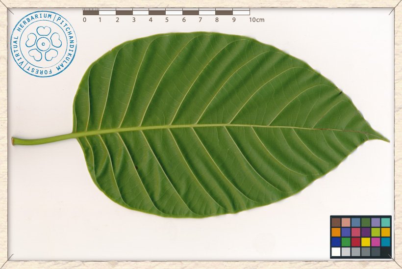 Neolamarckia cadamba leaf (lower side)