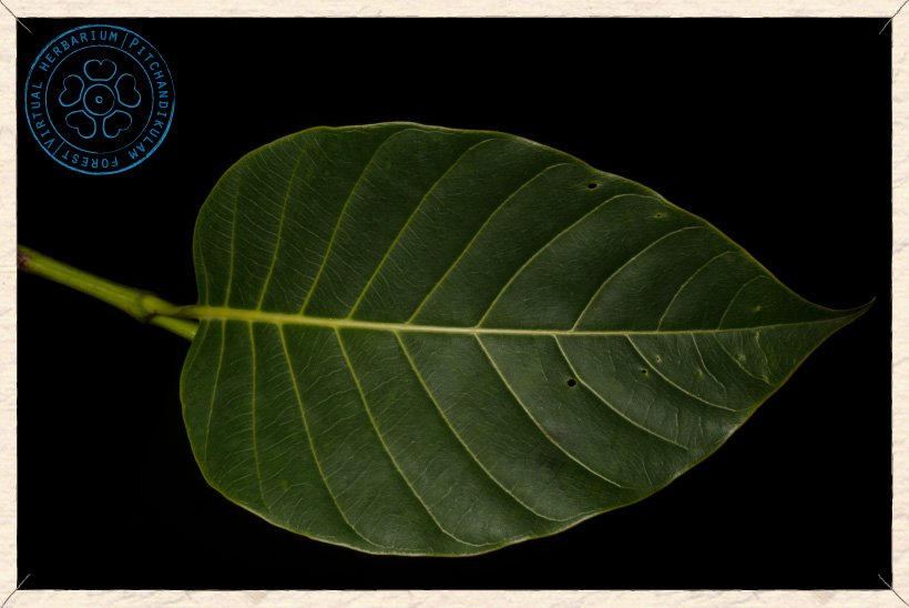 Neolamarckia cadamba leaf (upper side)