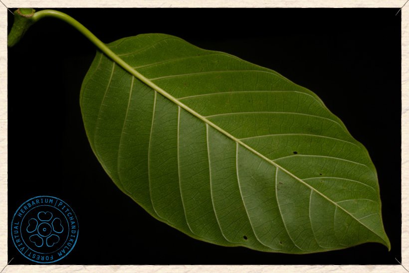 Neolamarckia cadamba leaf (lower side)
