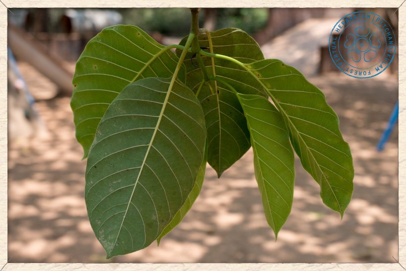 Neolamarckia cadamba leaves (lower side)