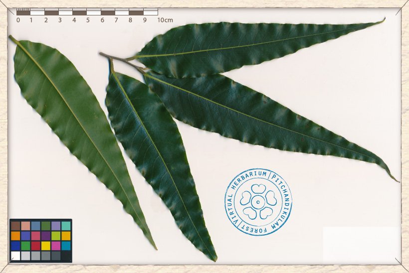 Monoon longifolium leaves