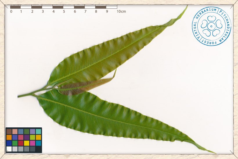 Monoon longifolium new leaves