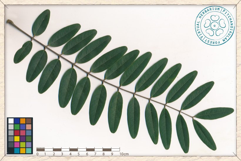 Senna siamea compound leaf (upper side)