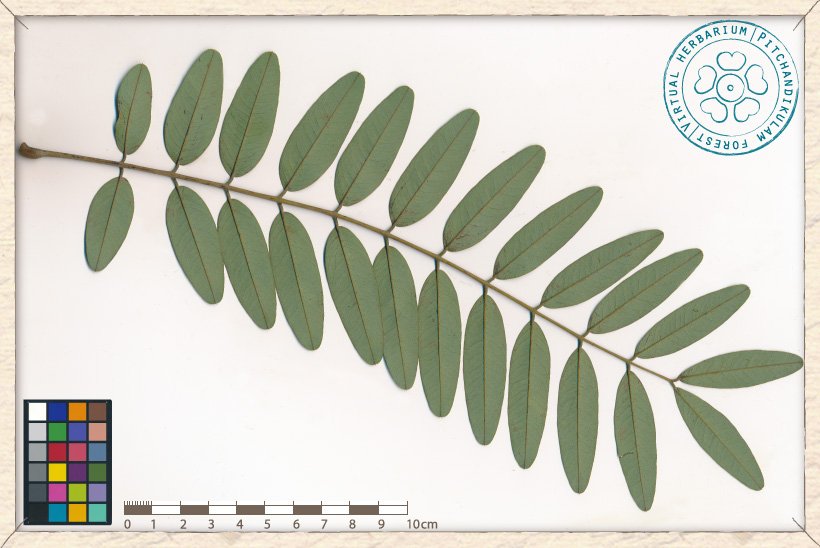 Senna siamea compound leaf (lower side)