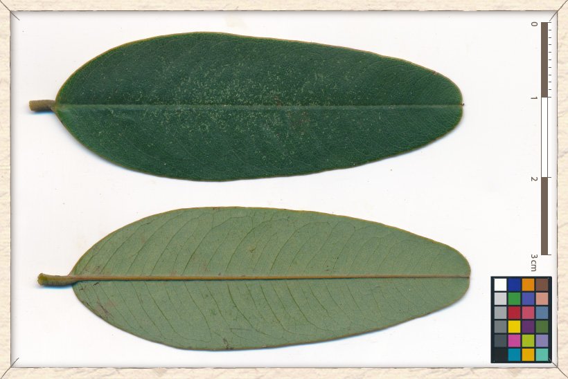 Senna siamea leaflet (upper and lower sides)