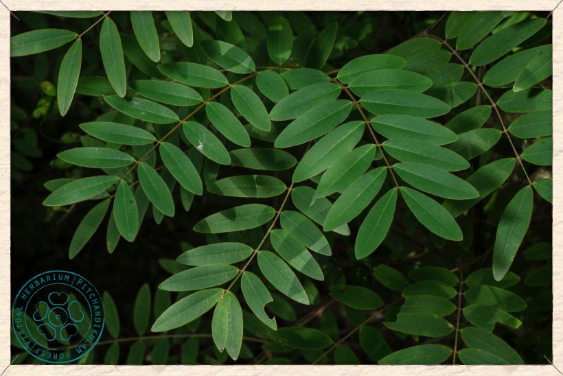Senna siamea leaves