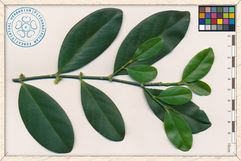 Suregada lanceolata branchlet (upper side)