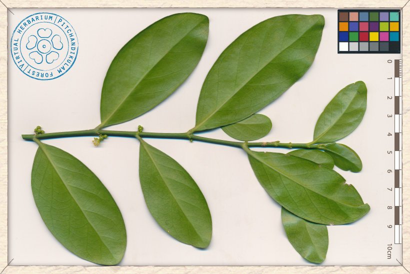 Suregada lanceolata branchlet (lower side)