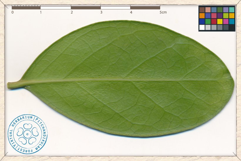 Suregada lanceolata leaf (lower side)