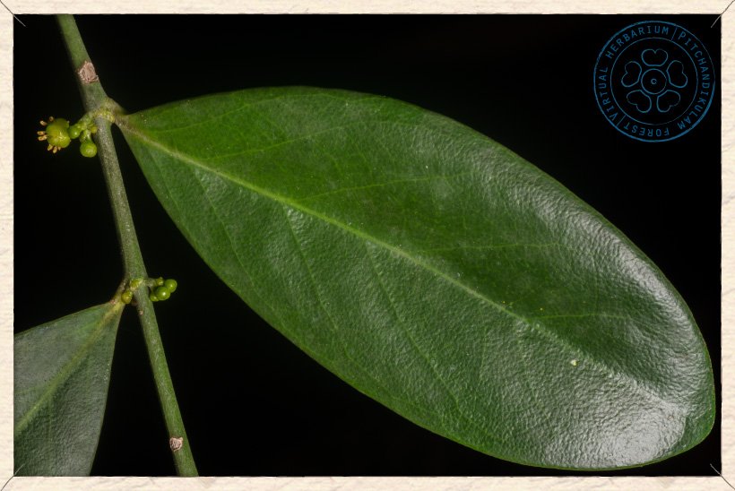 Suregada lanceolata leaf (upper side)