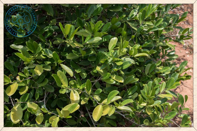 Suregada lanceolata foliage