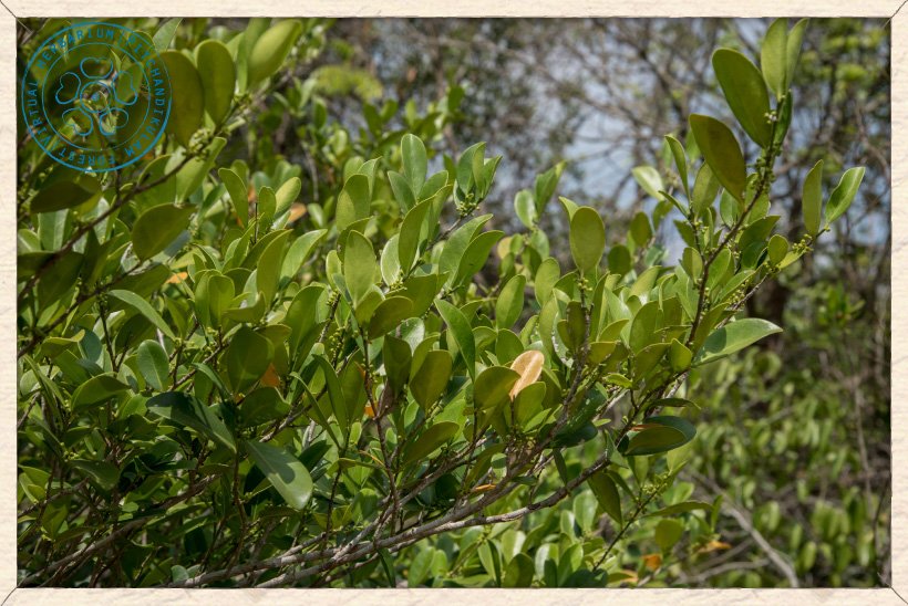 Suregada lanceolata foliage