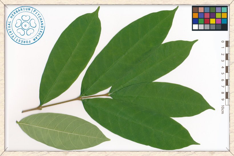 Wrightia tinctoria branchlet