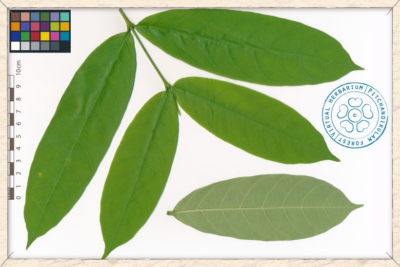 Wrightia tinctoria young branchlet