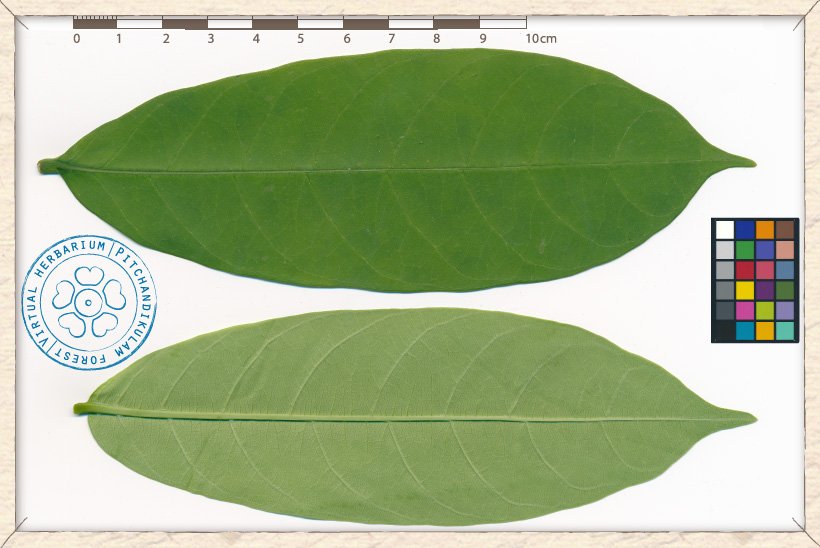 Wrightia tinctoria leaf (upper and lower side)