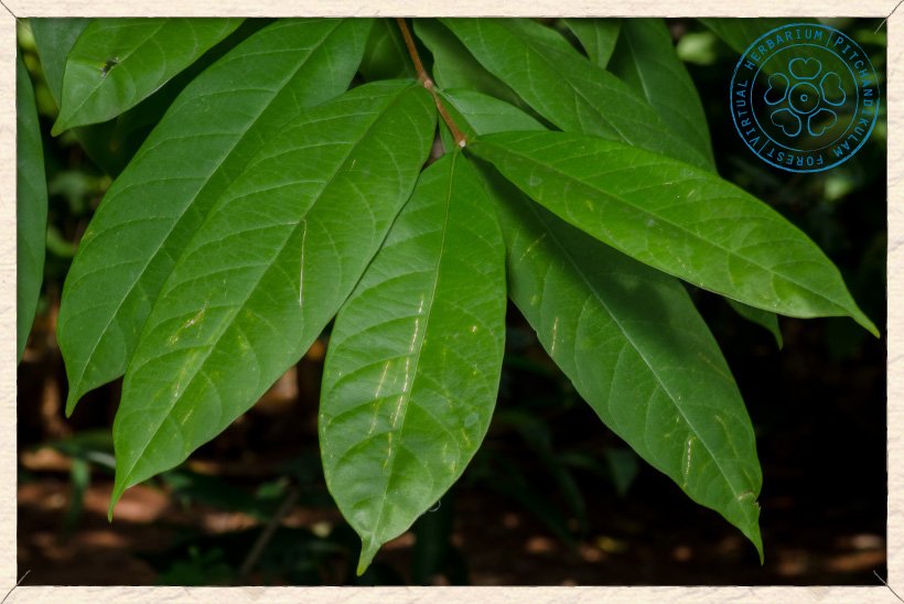 Wrightia tinctoria branchlet (upper side)
