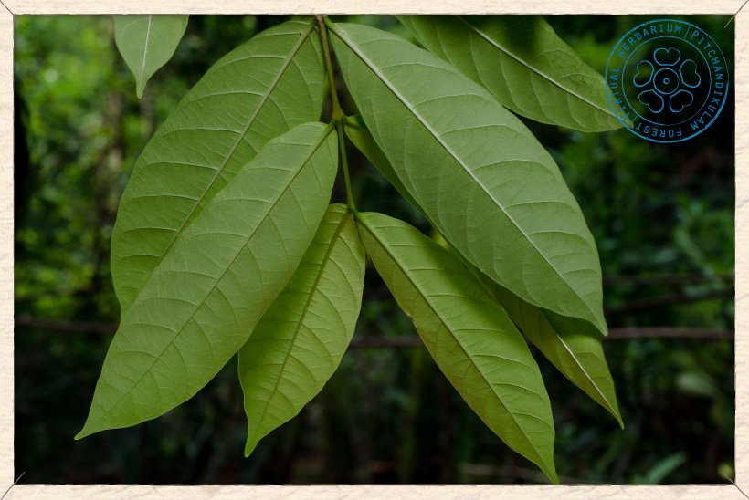 Wrightia tinctoria branchlet (lower side)