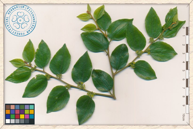 Ziziphus oenopolia branchlets (upper side)