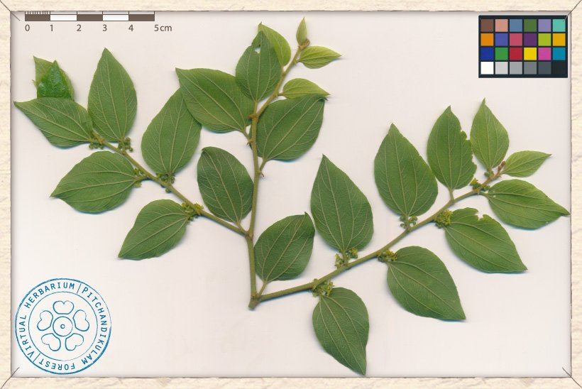 Ziziphus oenopolia branchlets (lower side)