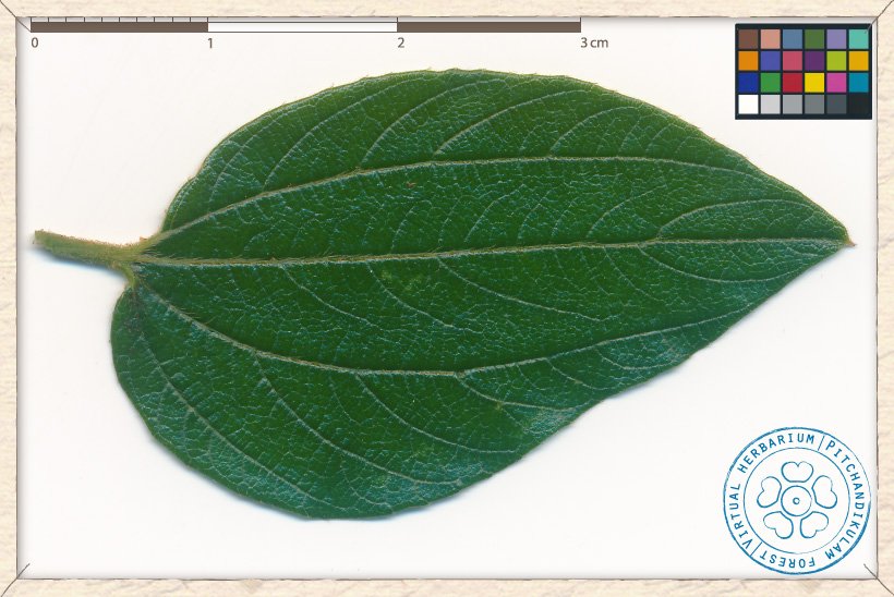 Ziziphus oenopolia leaf (upper side)